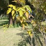 Casimiroa edulis Leaf