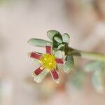 Gymnocarpos decander Flower