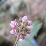 Polystachya concreta Flower