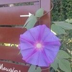 Ipomoea indica Flower