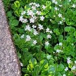 Saxifraga cuneifolia عادت