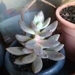 Pachyphytum kimnachii Leaf