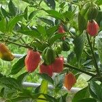 Capsicum chinense Fruto