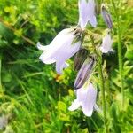 Campanula barbata Flor