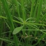 Galium palustre পাতা