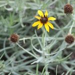 Helianthus ciliaris Staniste