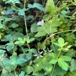 Geranium sibiricum Elinympäristö