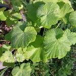 Pelargonium papilionaceum Hoja