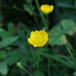 Ranunculus acrisFleur