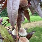 Prunus persica Lapas