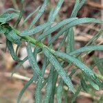 Euphorbia segetalis Leaf