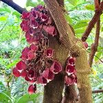 Aristolochia arborea Habitus