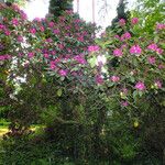 Rhododendron catawbiense عادت