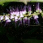 Hirtella racemosa Kvet