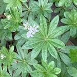 Galium odoratumFlower