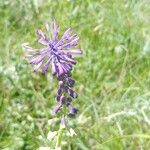 Muscari tenuiflorum Kwiat