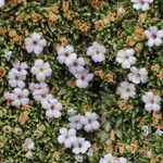 Junellia minima Fleur