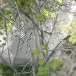 Grewia flavescens 树皮