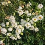 Erigeron strigosus Çiçek