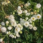 Erigeron strigosus Flower