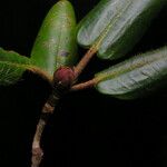 Rhododendron campylocarpum ഇല