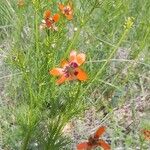 Adonis flammea Flower