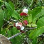 Protium heptaphyllum Fruit