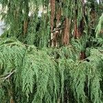 Cupressus cashmeriana Φύλλο