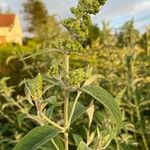 Buddleja davidii葉