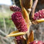 Populus nigra Flower