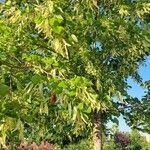 Tilia americana ഇല