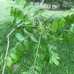 Zanthoxylum clava-herculis Hoja