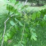 Zanthoxylum clava-herculis Leaf