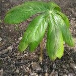 Podophyllum peltatumLapas