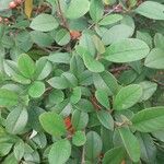 Cotoneaster meiophyllus Hoja