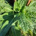 Dipsacus sativus Leaf