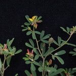 Crotalaria medicaginea موطن