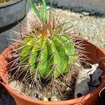 Melocactus intortus Leaf