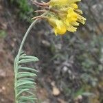 Linaria supina Blad