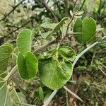 Ipomoea spathulata 叶