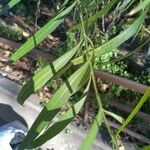 Freylinia lanceolata Hoja
