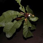 Clavija costaricana Flower