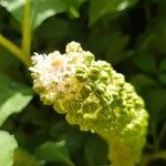 Phytolacca esculenta Flor