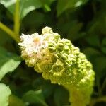 Phytolacca esculenta 花