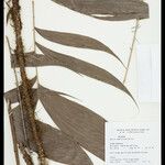 Bactris simplicifrons Folio