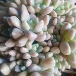 Sedum hispanicum Hostoa