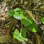 Asarum virginicum Frunză