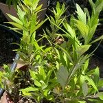 Artemisia suksdorfii Leaf