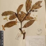 Pieris formosa Mosusu
