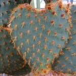 Opuntia aciculata Ліст